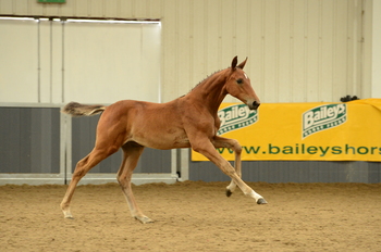 Baileys Horse Feed/British Breeding/British Equestrian Federation (BEF) Futurity Evaluations 