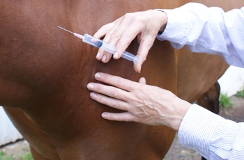 14th Feb 2019 -  BEF UPDATE ON EQUINE FLU