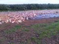 Glebe Farm developments and show offer