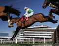 Do you Own or ride a Retrained Race Horse?
