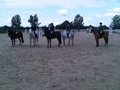 Towerlands Host the First British Showjumping 'Club' show in Essex!!!