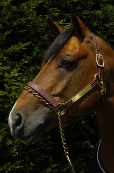 Legendary Arko III passes away at the age of 27 Legendary Arko III passes away at the age of 27