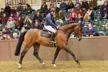 British Breeding Stallion Event 2019