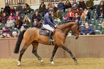 British Breeding Stallion Event – February 8th 2020