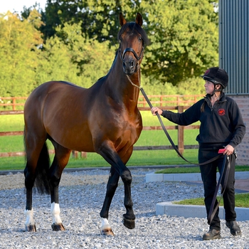 BRITISH BREEDING OFFER WEBINARS TO BRING THE EQUESTRIAN COMMUNITY TOGETHER BRITISH BREEDING OFFER WEBINARS TO BRING THE EQUESTRIAN COMMUNITY TOGETHER