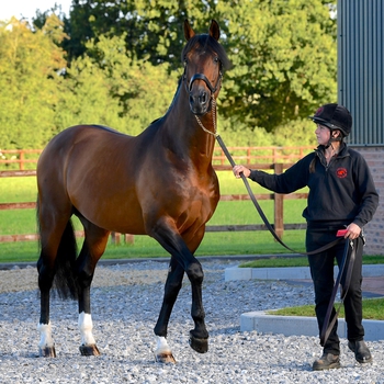 BRITISH BREEDING OFFER WEBINARS TO BRING THE EQUESTRIAN COMMUNITY TOGETHER