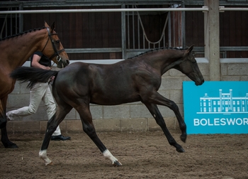 Cassalljack tops the Bolesworth Elite Foal Auction 2020 Cassalljack tops the Bolesworth Elite Foal Auction 2020