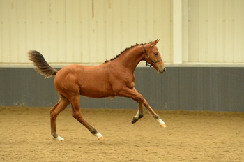 GREAT SUCCESS FOR SHOWJUMPING BREEDER