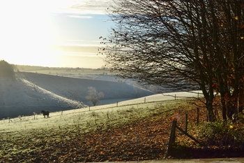 Taking The Reins: Equine Carbon Calculator launched to Inspire Environmental Action