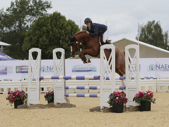 Anglo European Studbook National Four year old Championship