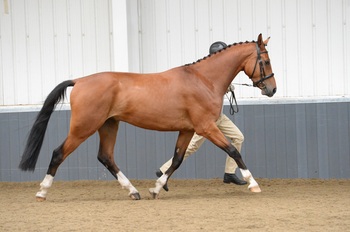 Congratulations to Galdiamond Cintillation!