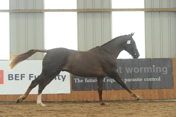 GREAT SUCCESS FOR SHOWJUMPING BREEDER 