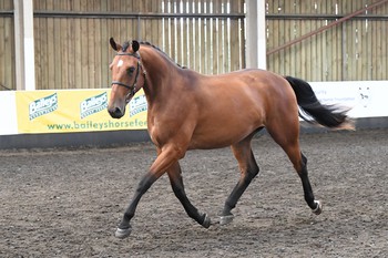 Jumpers on course at the 2017 Futurity