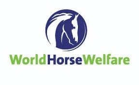 Caring for horses in hot weather