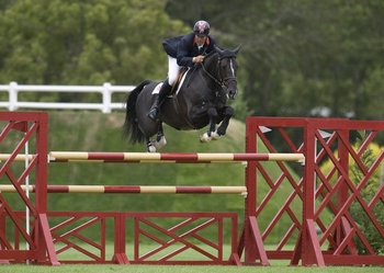 British Breeding Stallion Event    highlights some of the best Showjumping Stallions available at stud in the UK for 2024 