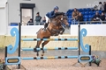 Kelsall Hill Host Exciting Penultimate Large Pony Premier Show