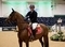 Angel Tough Wins the Opening UNIBED Winter Grade B & C Qualifier at Aintree Equestrian